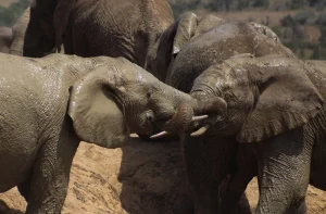 welke overgangsklachten zijn er